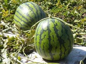 圆圆圆吃瓜,揭秘吃瓜达人的瓜趣人生